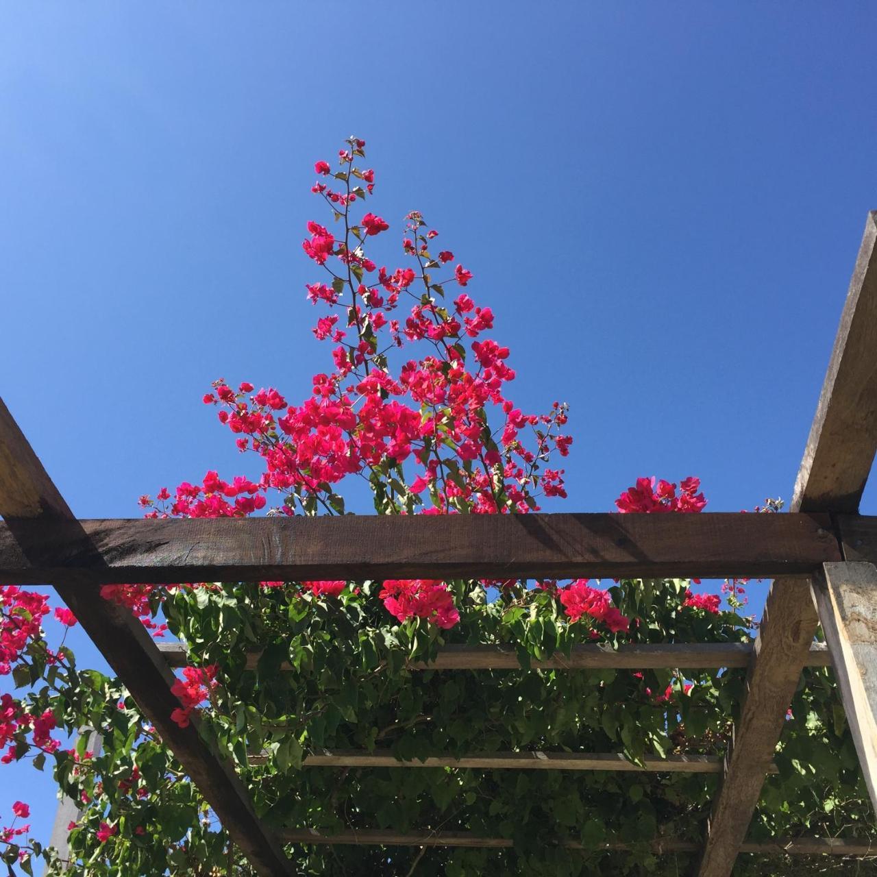 Angauel Inn Cerro Playa Rosada Palmar Eksteriør billede
